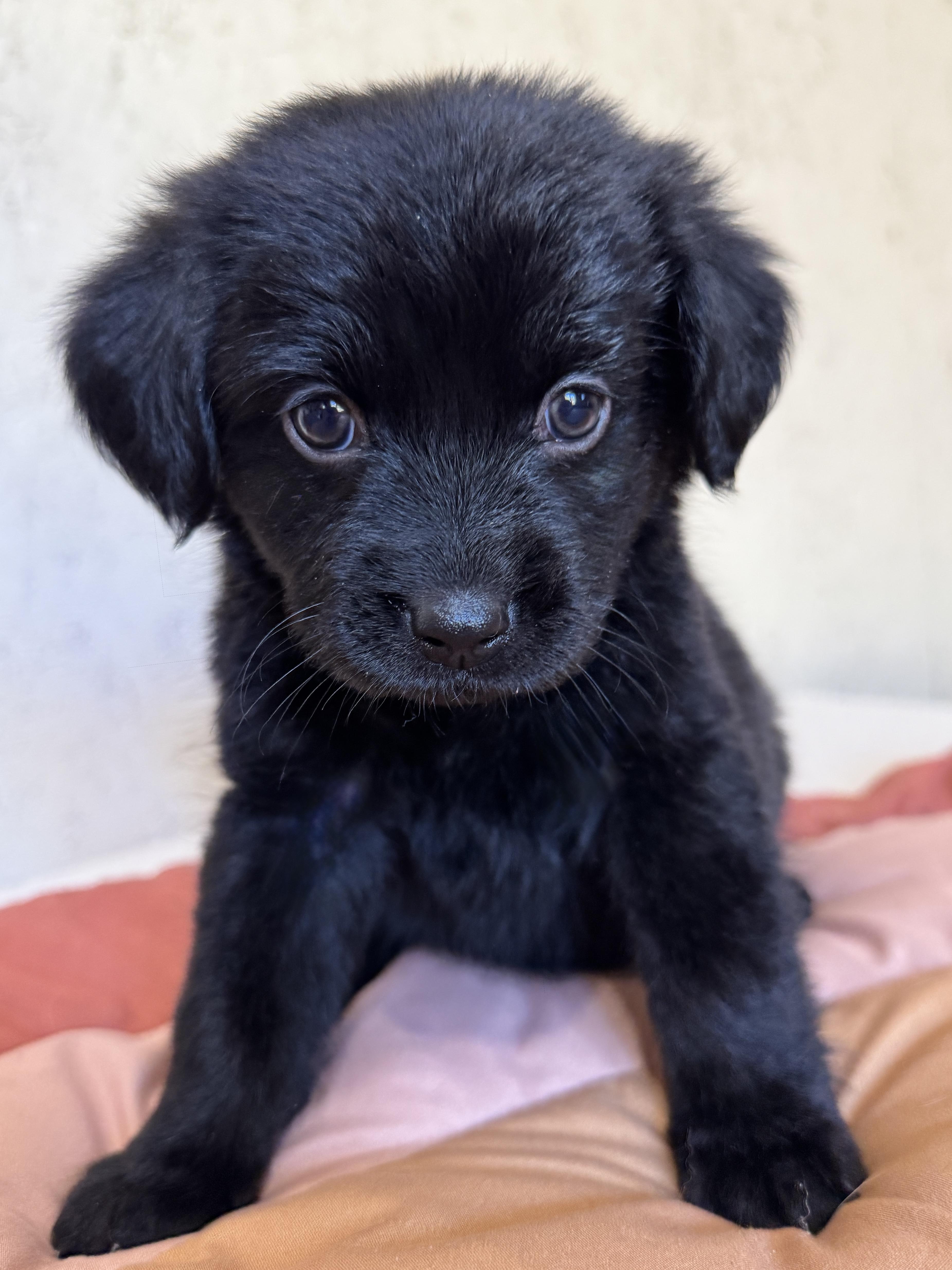 Funnel Cake, a Adoptable mixed breed in SYLVANIA, GA image 2/6
