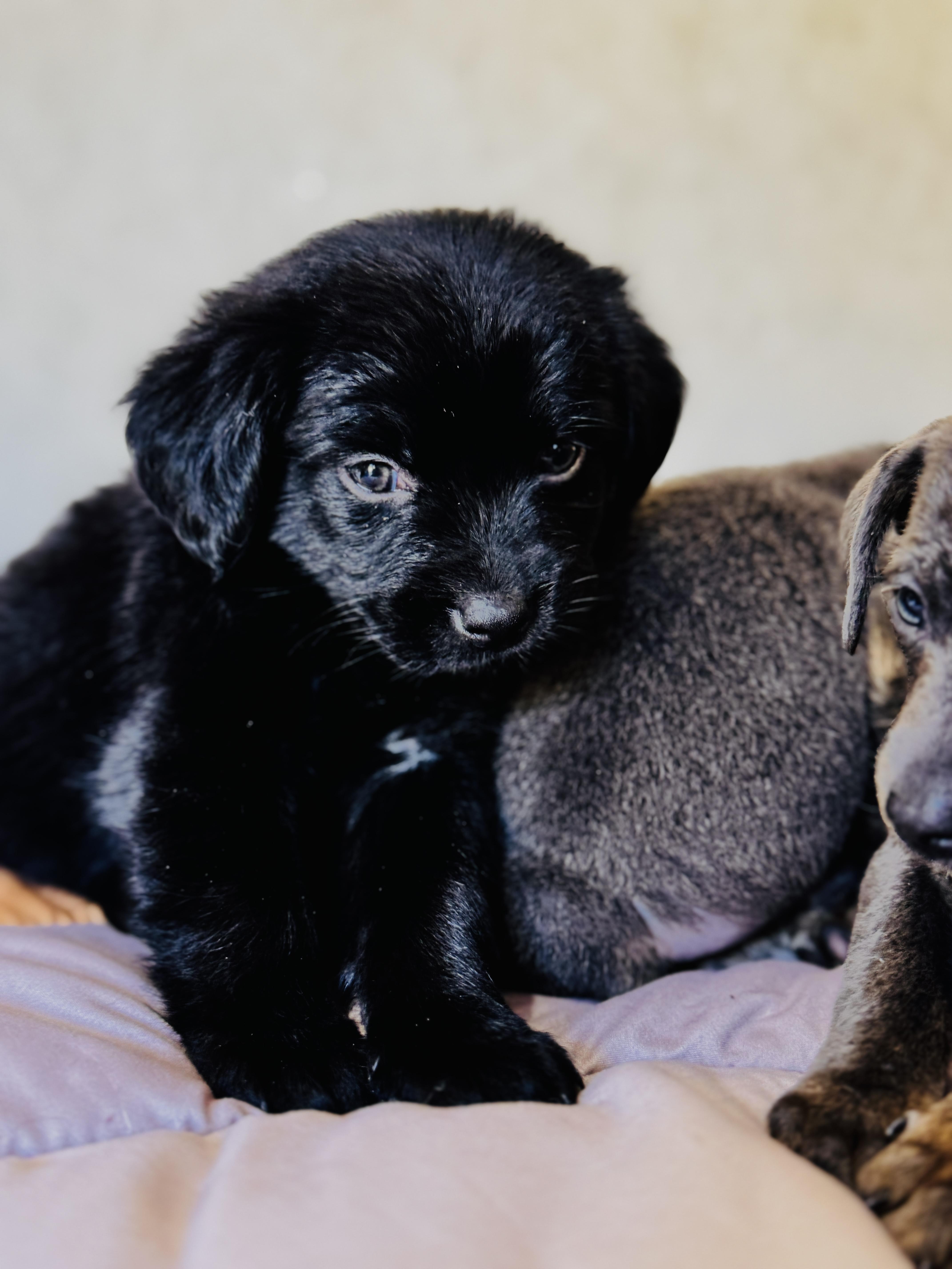 Funnel Cake thumbnail 4