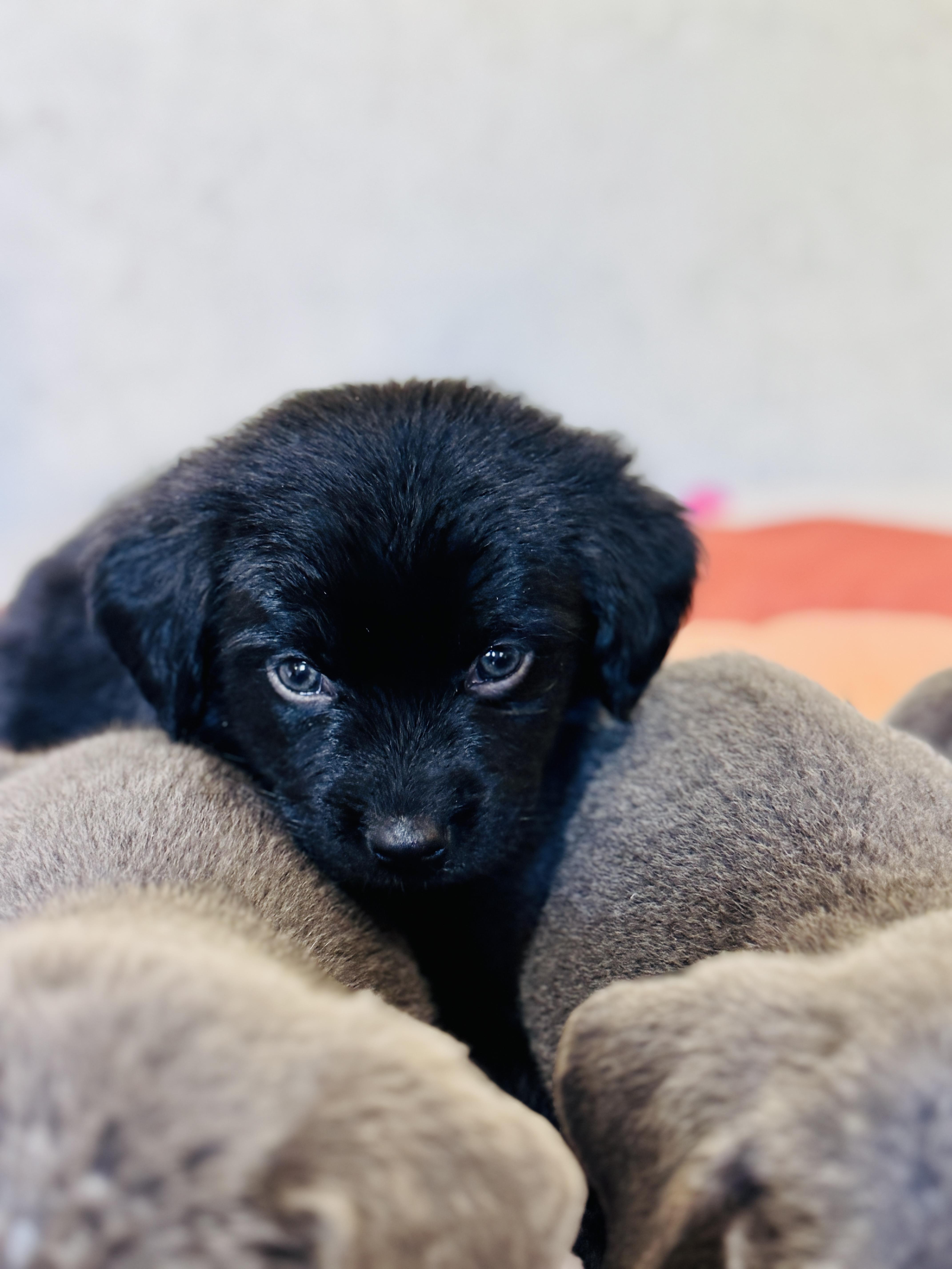 Funnel Cake, a Adoptable mixed breed in SYLVANIA, GA image 6/6