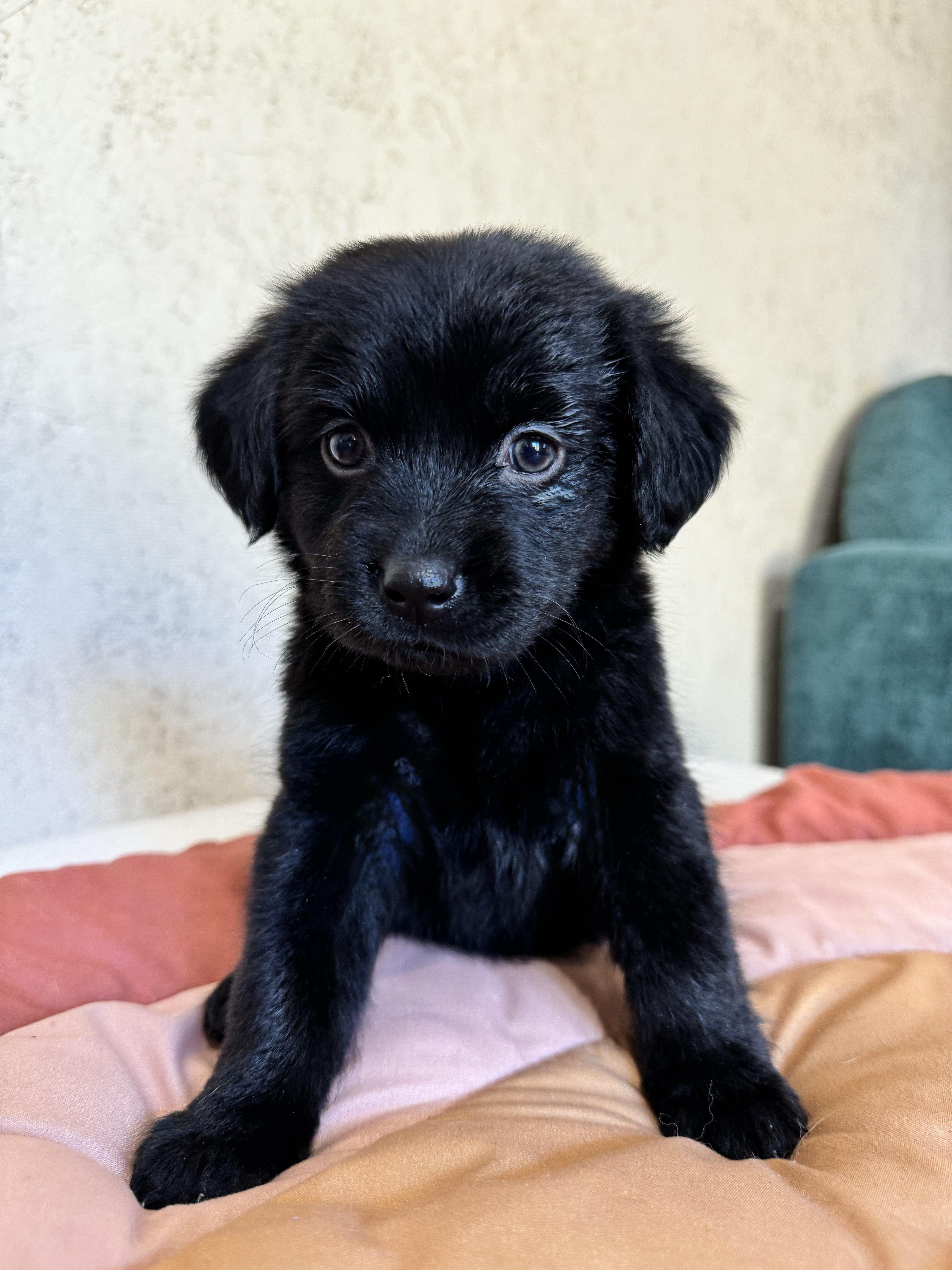 Funnel Cake, a Adoptable mixed breed in SYLVANIA, GA image 5/6