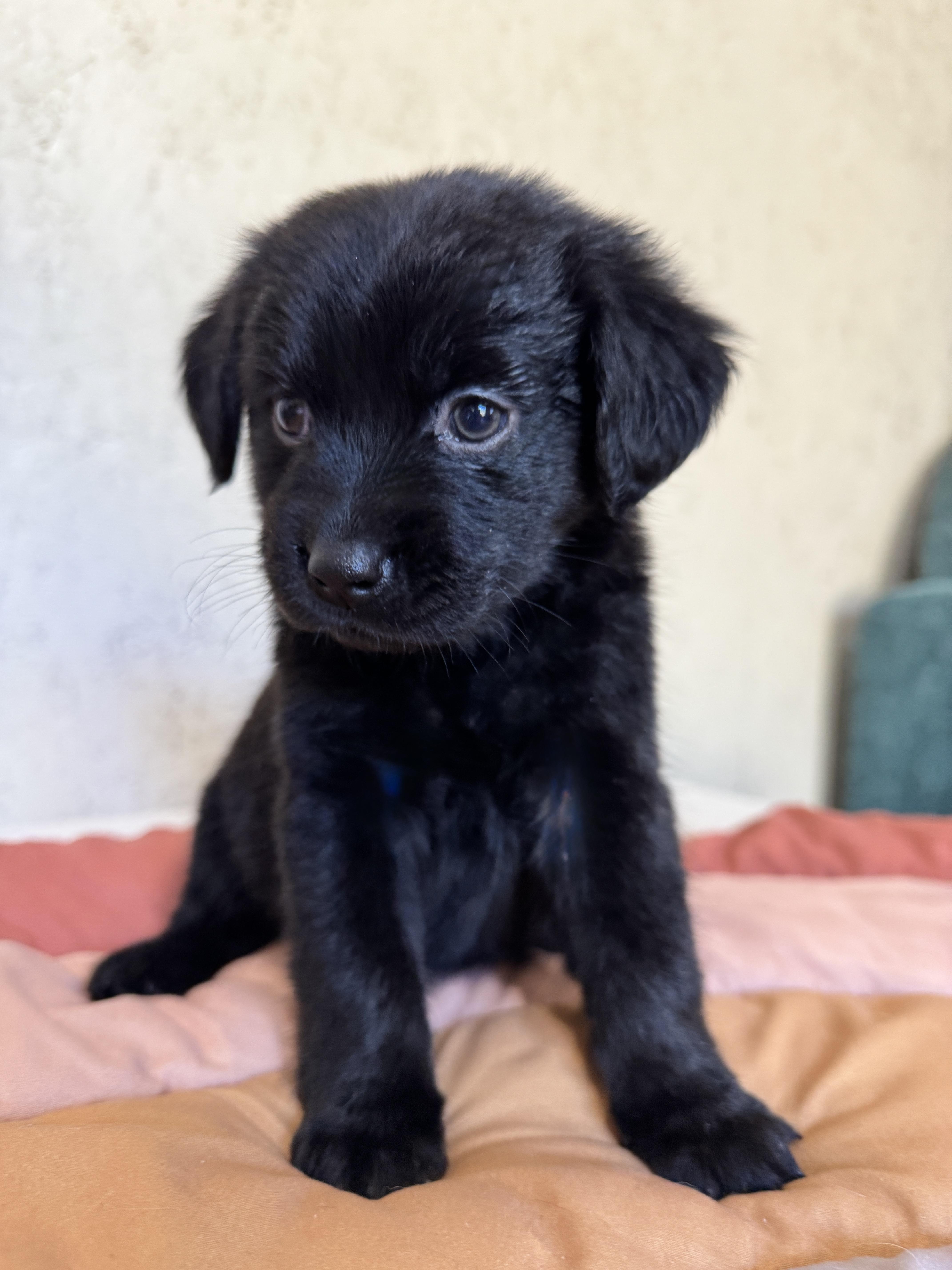 Funnel Cake, a Adoptable mixed breed in SYLVANIA, GA image 3/6