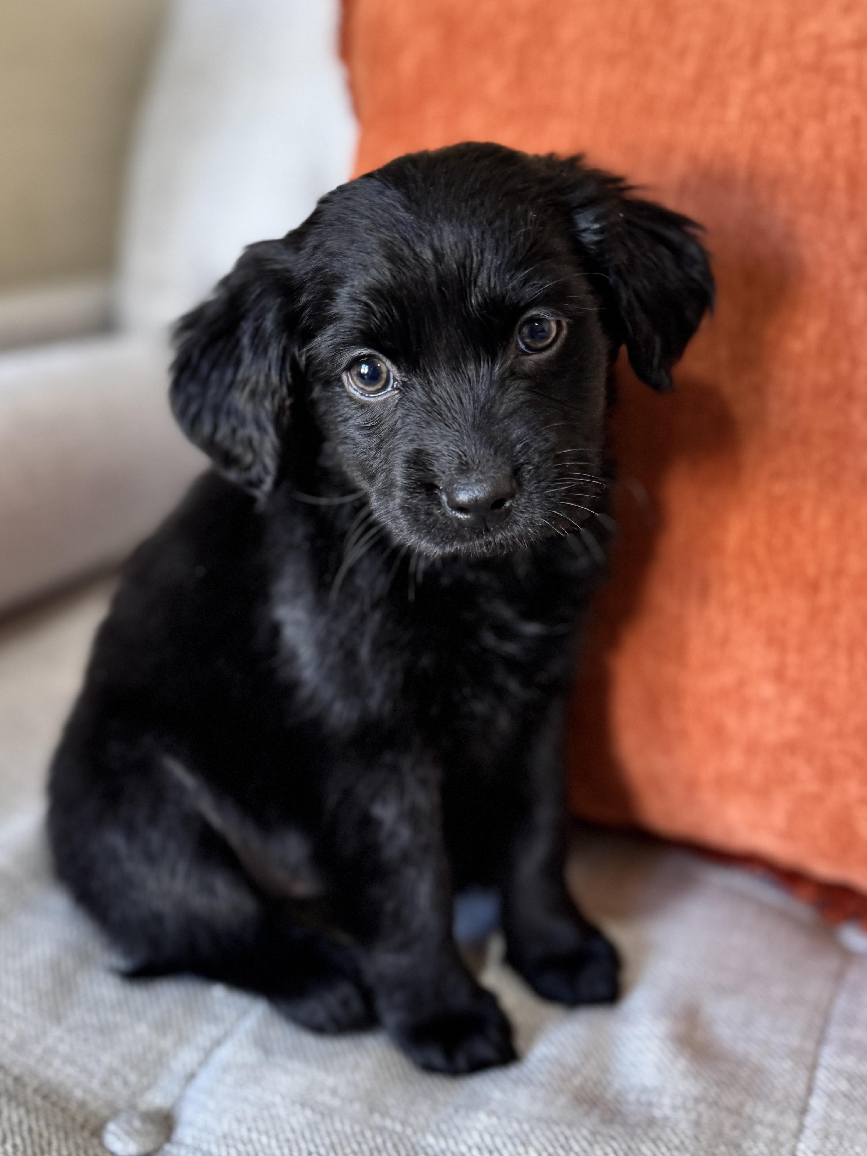 Funnel Cake, a Adoptable mixed breed in SYLVANIA, GA image 1/6