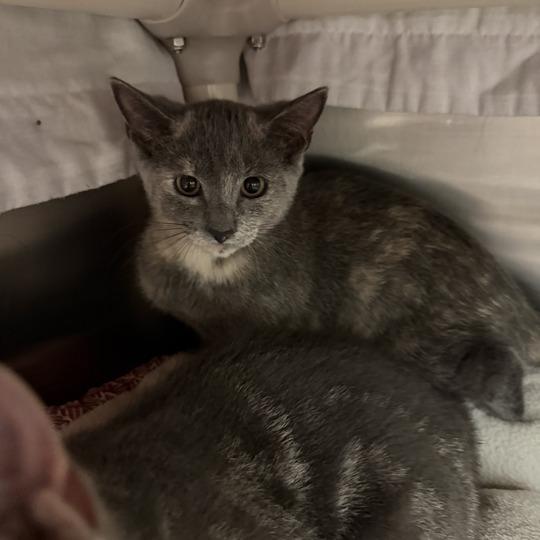 Steam, Adoptable, Kitten Female Domestic Short Hair.