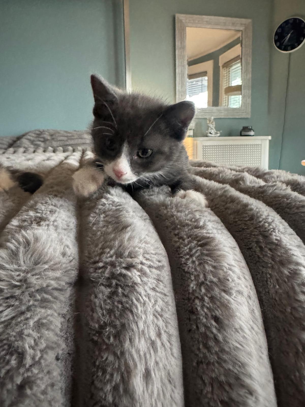 Enlarge Gary, a Adoptable Domestic Short Hair in Jersey City, NJ image 2/4