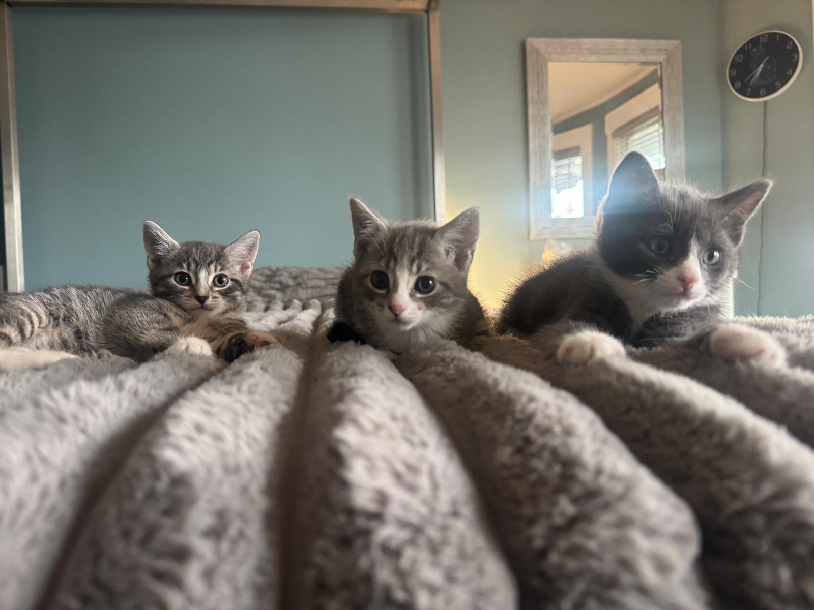 Enlarge Gary, a Adoptable Domestic Short Hair in Jersey City, NJ image 3/4