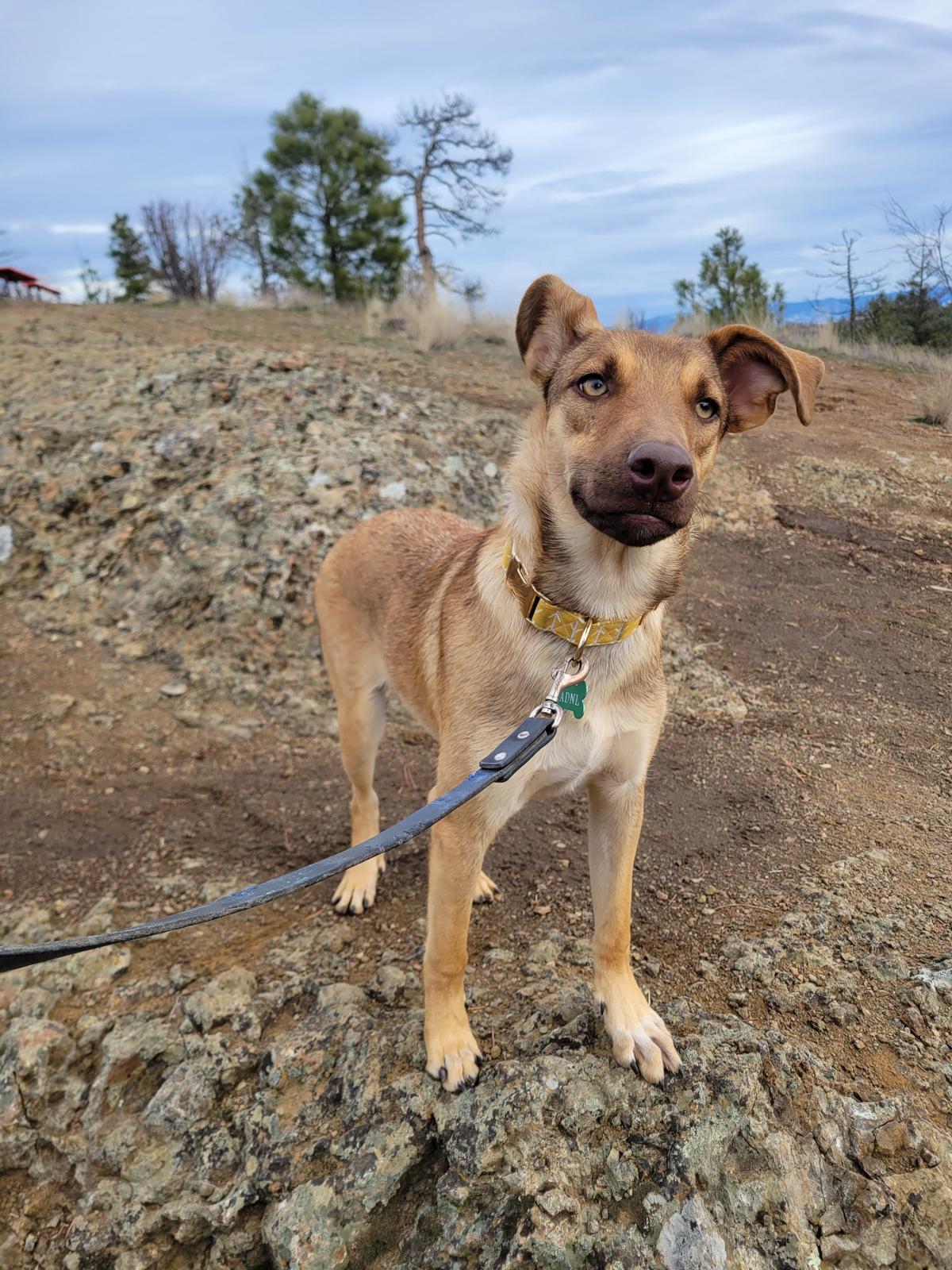Verona, an adopted mixed breed in Kelowna, BC image 5/6