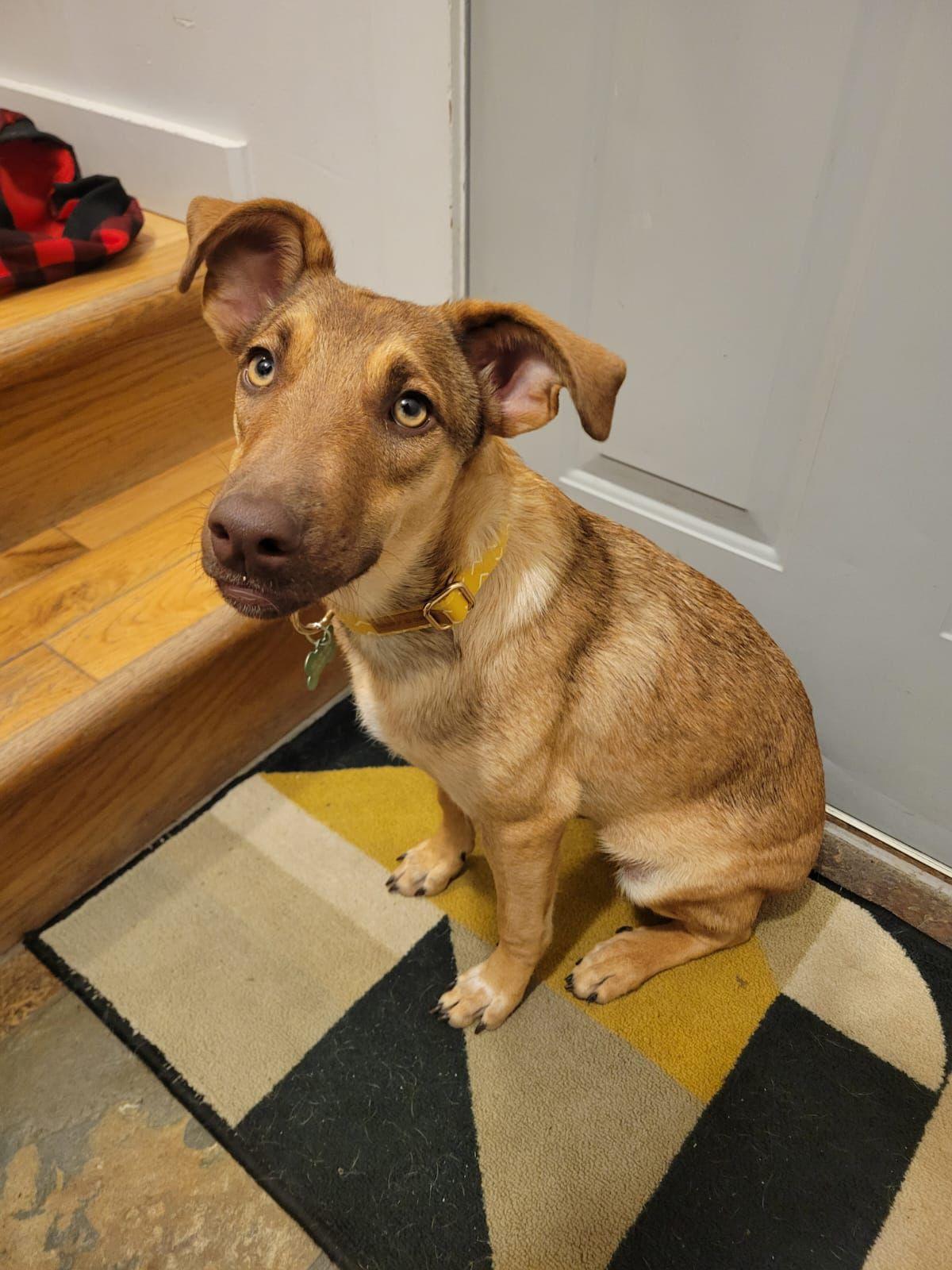 Verona, an adopted mixed breed in Kelowna, BC image 3/6