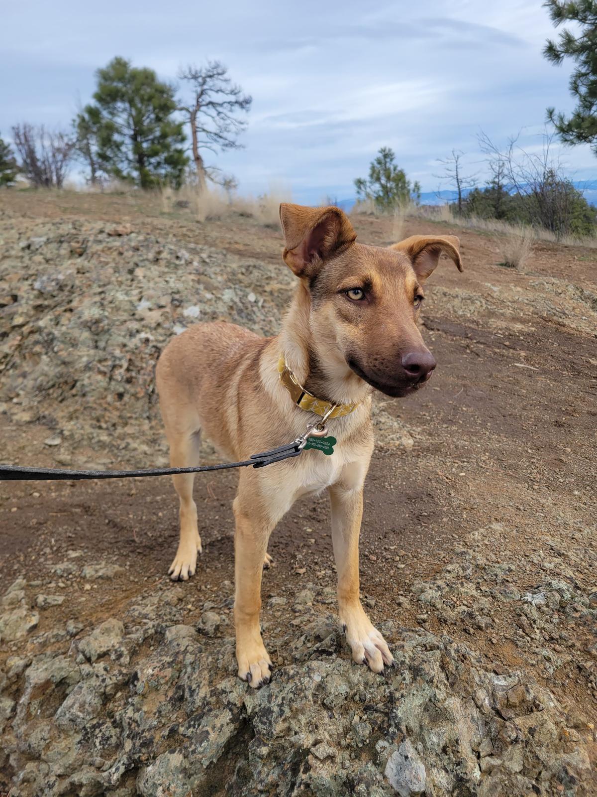 Verona, an adopted mixed breed in Kelowna, BC image 1/6