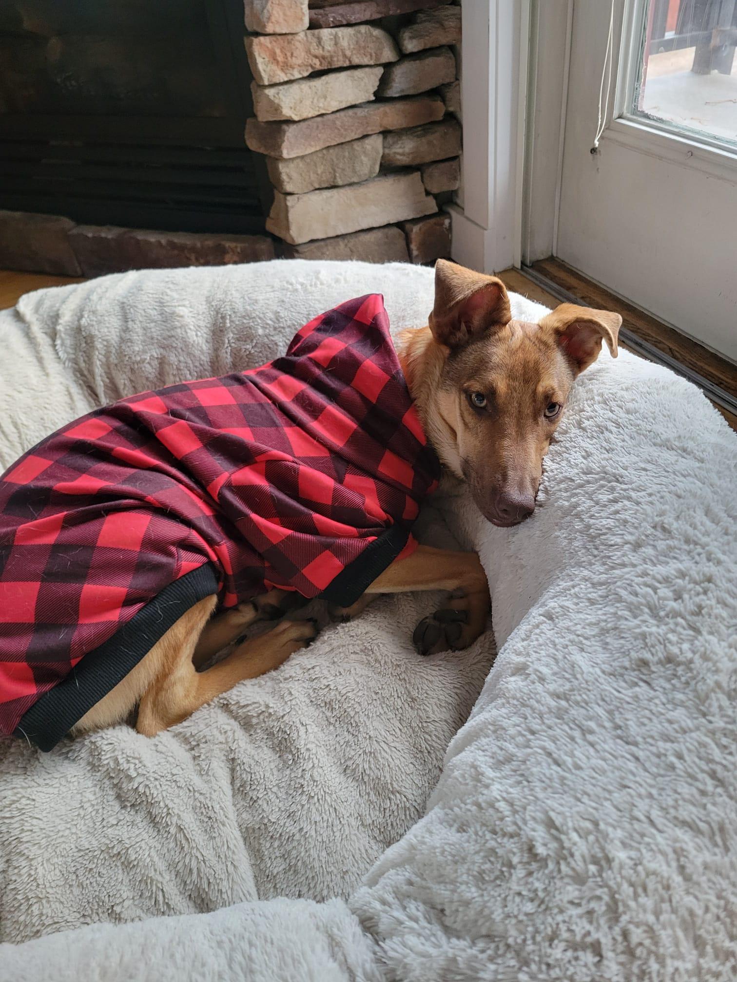 Verona, an adopted mixed breed in Kelowna, BC image 2/6