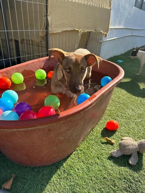 Verona, an adopted mixed breed in Kelowna, BC image 4/6