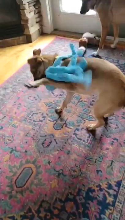 Enlarge Verona, an adopted mixed breed in Kelowna, BC video 6/6