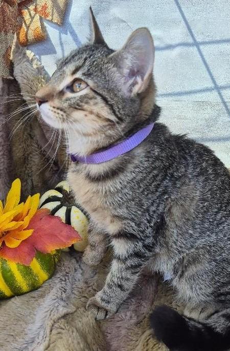 Mystery, Adoptable, Kitten Female Domestic Short Hair & Tabby.