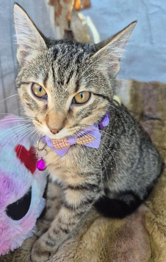 Enlarge Mystery, a Adoptable mixed breed in Ocean Springs, MS image 2/5