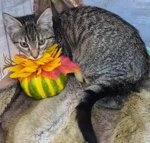 Enlarge Mystery, a Adoptable mixed breed in Ocean Springs, MS image 3/5