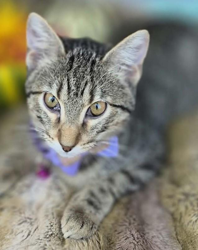 Enlarge Mystery, a Adoptable mixed breed in Ocean Springs, MS image 5/5