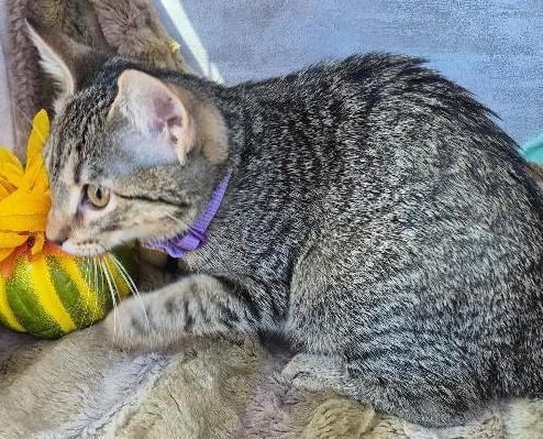 Enlarge Mystery, a Adoptable mixed breed in Ocean Springs, MS image 4/5