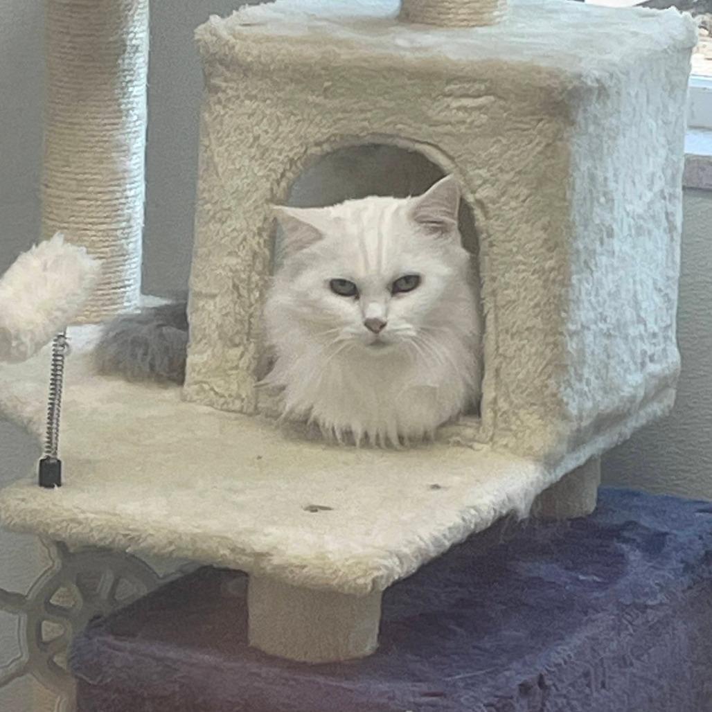 Arya, a Adoptable Domestic Long Hair in St. Helena, CA image 2/6