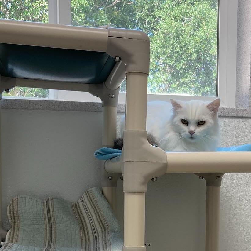 Arya, Adoptable, Adult Female Domestic Long Hair.