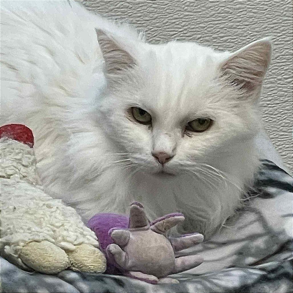 Arya, a Adoptable Domestic Long Hair in St. Helena, CA image 3/6