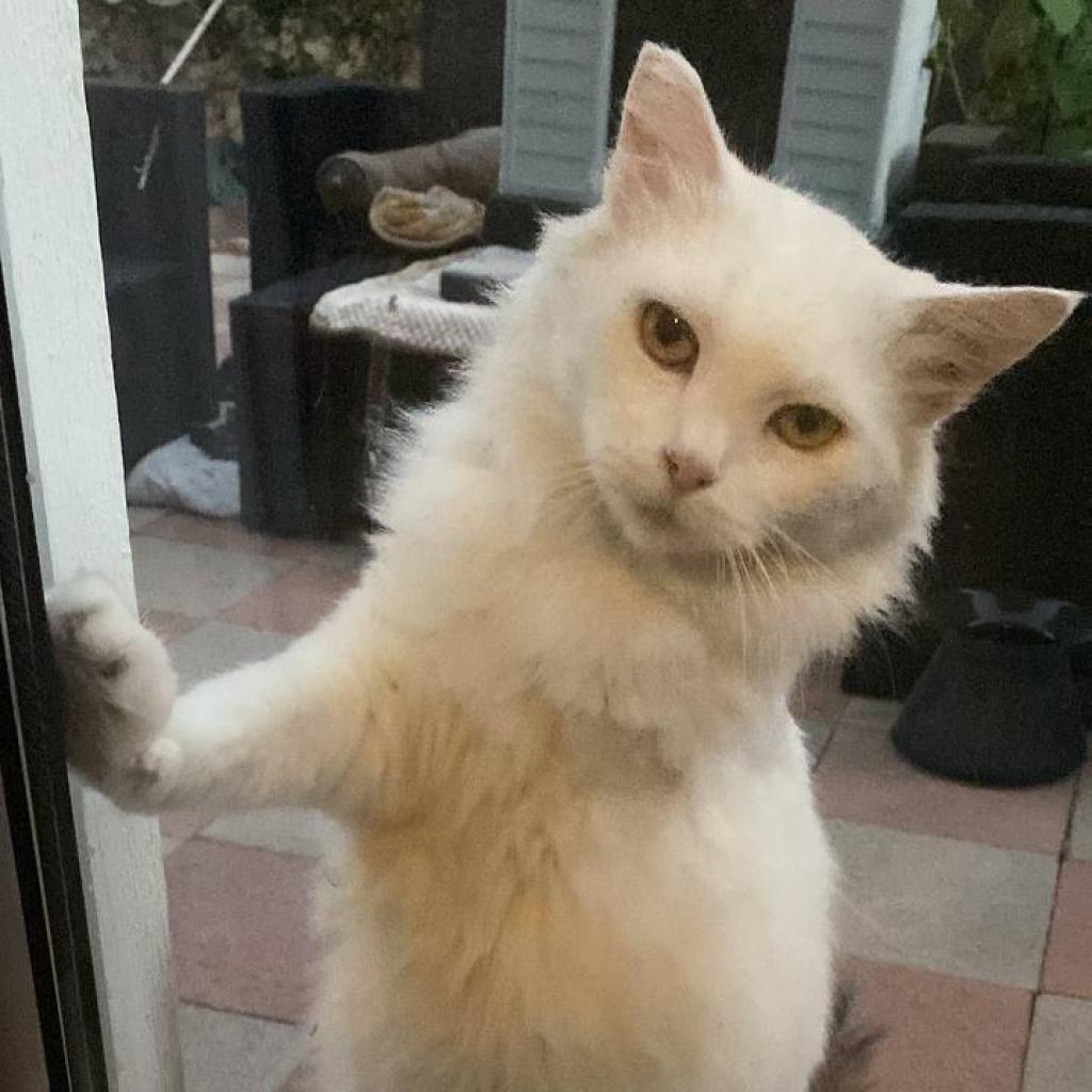 Arya, a Adoptable Domestic Long Hair in St. Helena, CA image 4/6