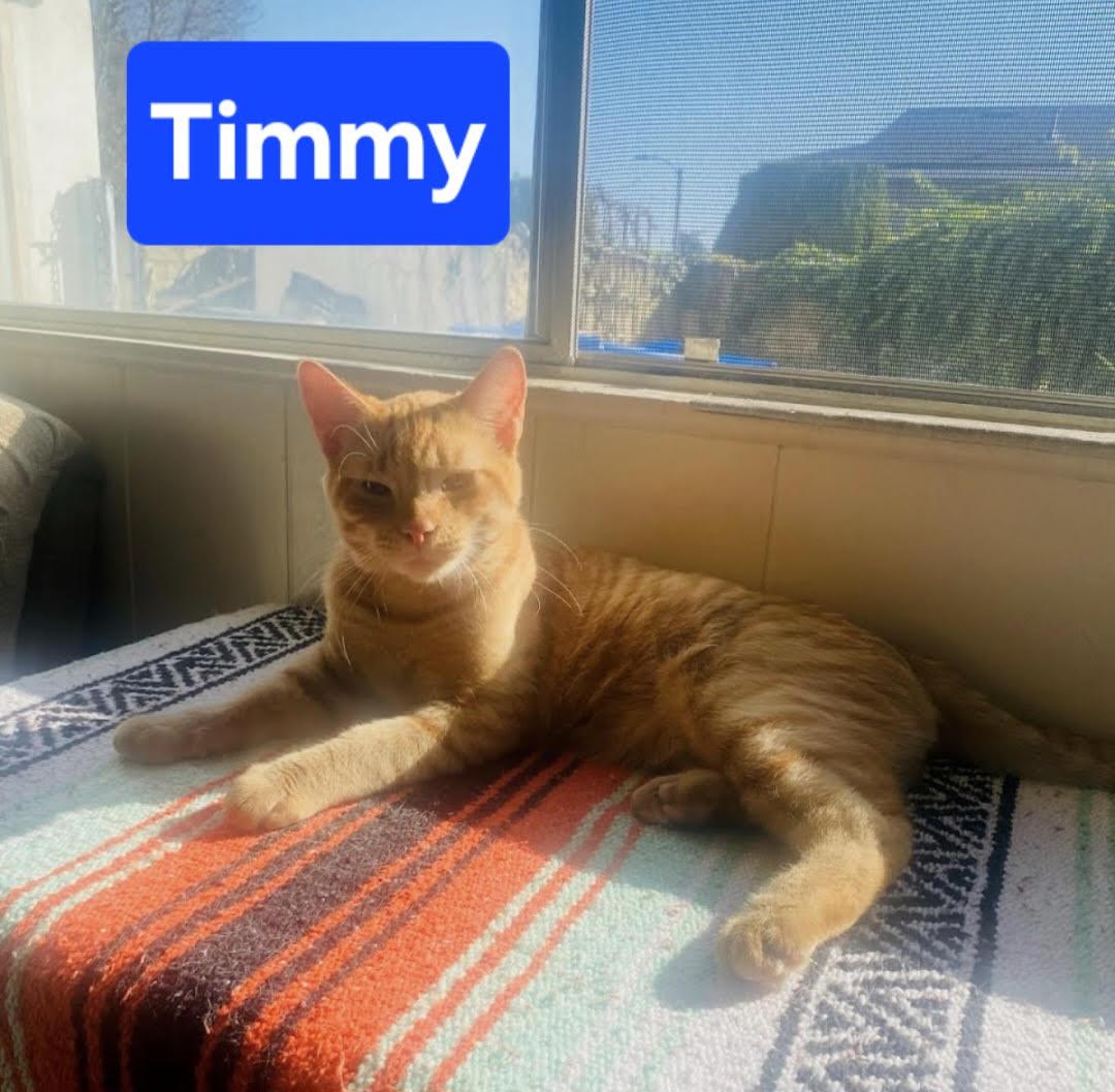 Timmy, Adoptable, Young Male Tabby.
