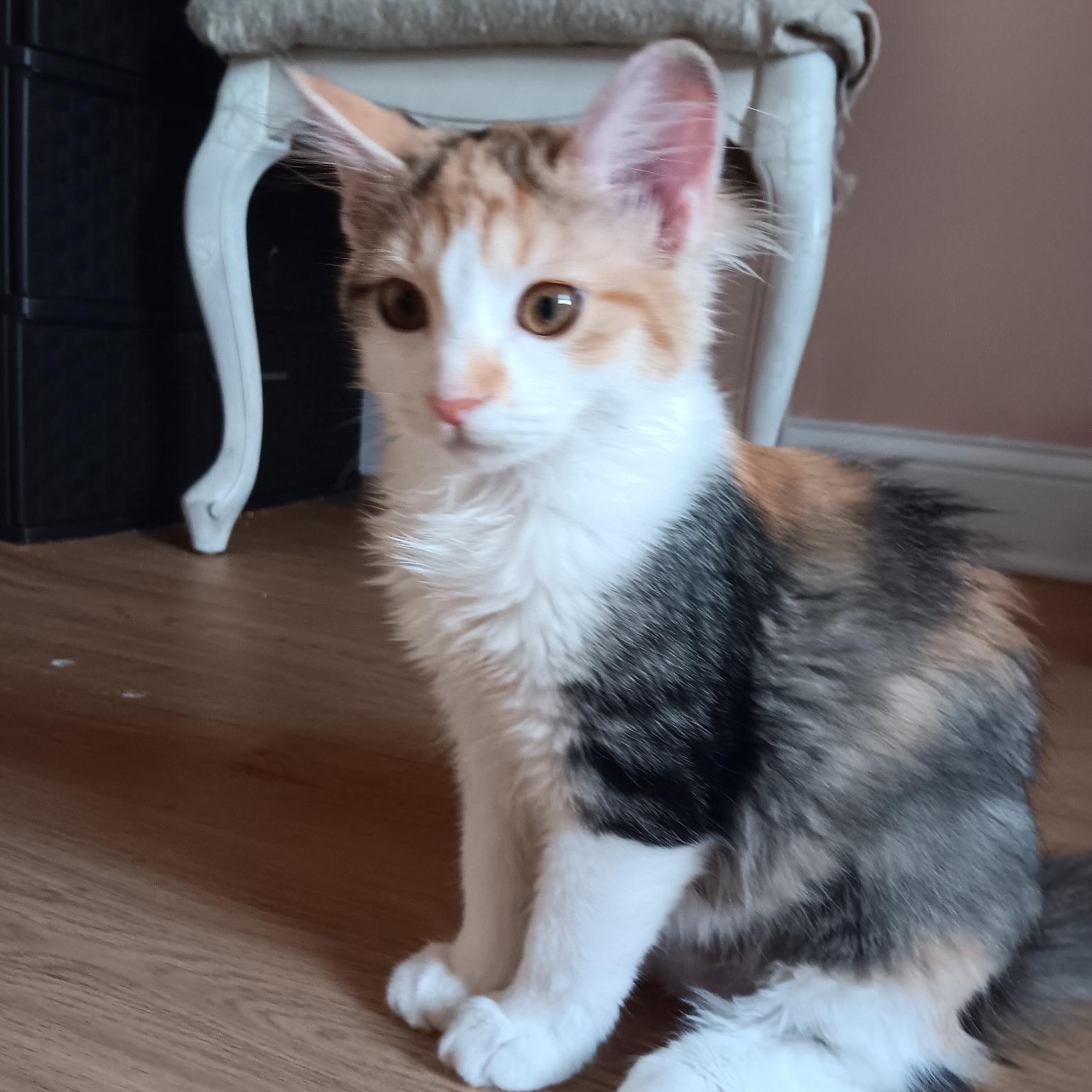 Zinnia (bonded with Cosmos), Adoptable, Kitten Female Domestic Medium Hair.