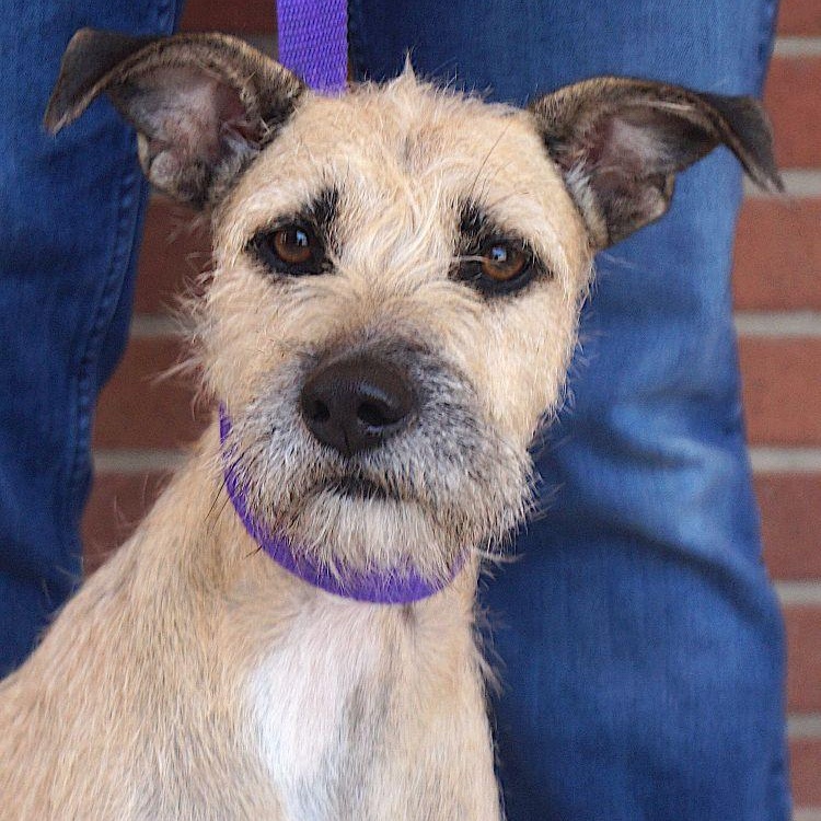 Nancy, ADOPTABLE, Adult Female Border Terrier.