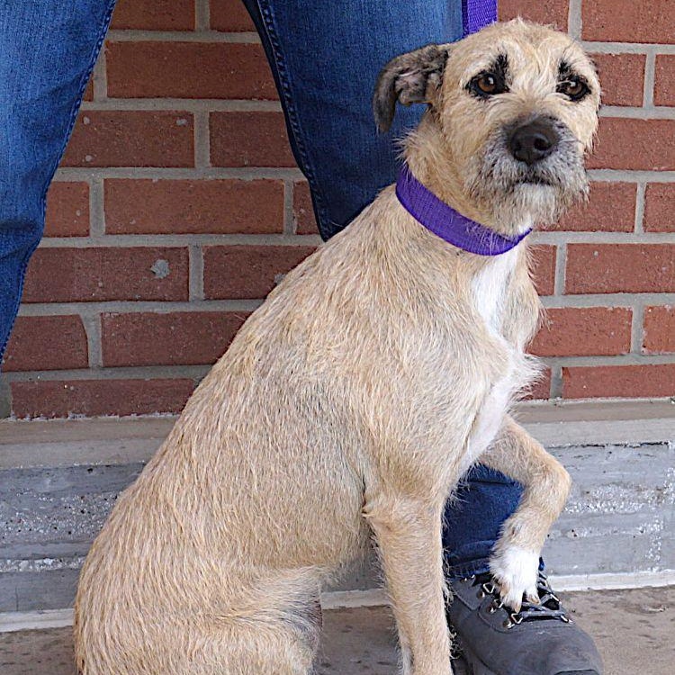 Nancy, a ADOPTABLE mixed breed in Carrollton, TX image 3/3