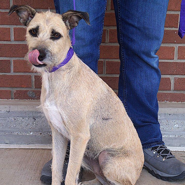 Nancy, a ADOPTABLE mixed breed in Carrollton, TX image 2/3