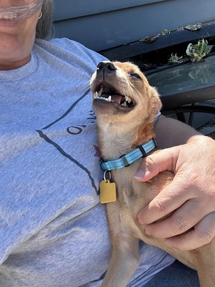 Frank, Adopted, Puppy Male Chihuahua & Terrier.