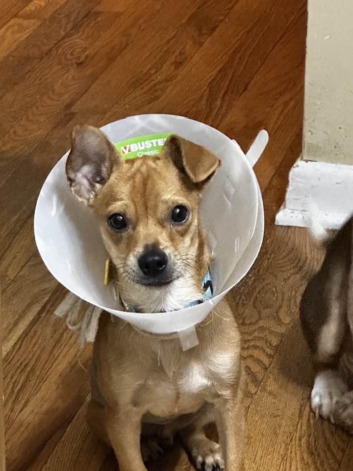 Enlarge Frank, a Adopted mixed breed in West Jefferson, OH image 2/6