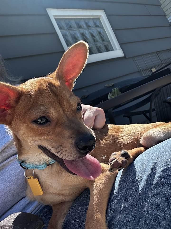 Enlarge Frank, a Adopted mixed breed in West Jefferson, OH image 4/6