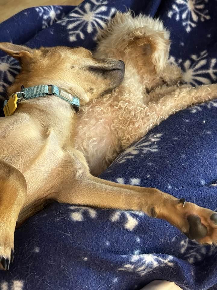 Frank, Adopted, Puppy Male Chihuahua & Terrier.