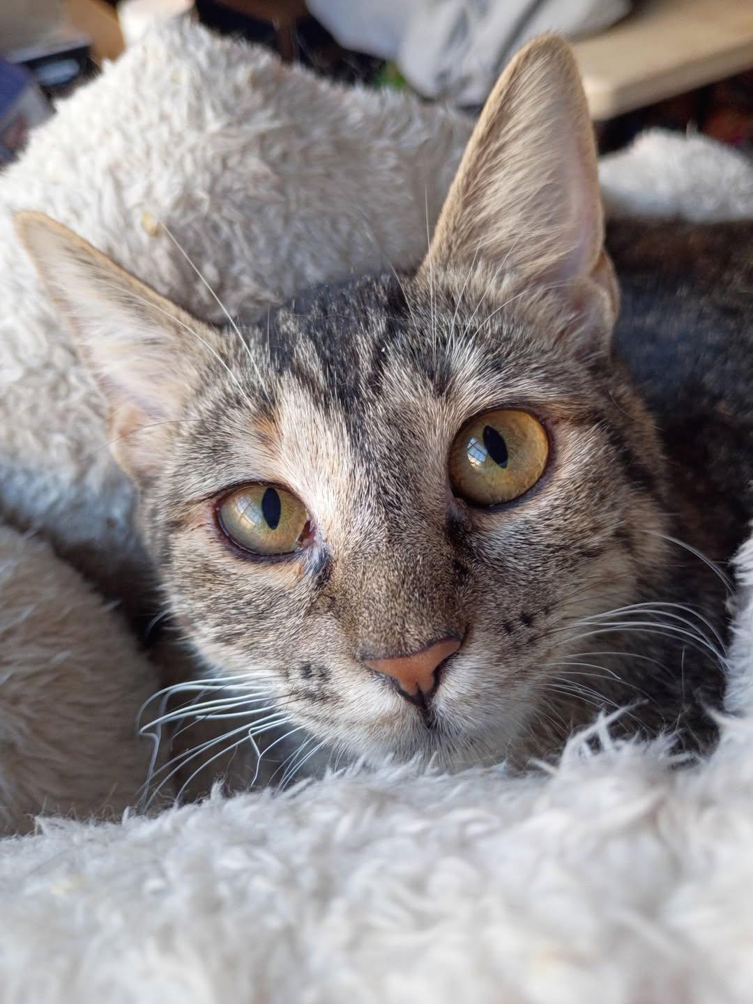 Enlarge Olivia of Much Cuteness, a Adoptable mixed breed in Jersey City , NJ image 1/6