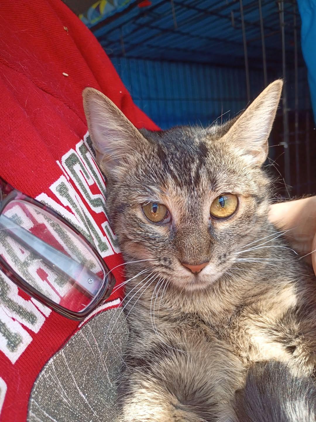 Enlarge Olivia of Much Cuteness, a Adoptable mixed breed in Jersey City , NJ image 4/6