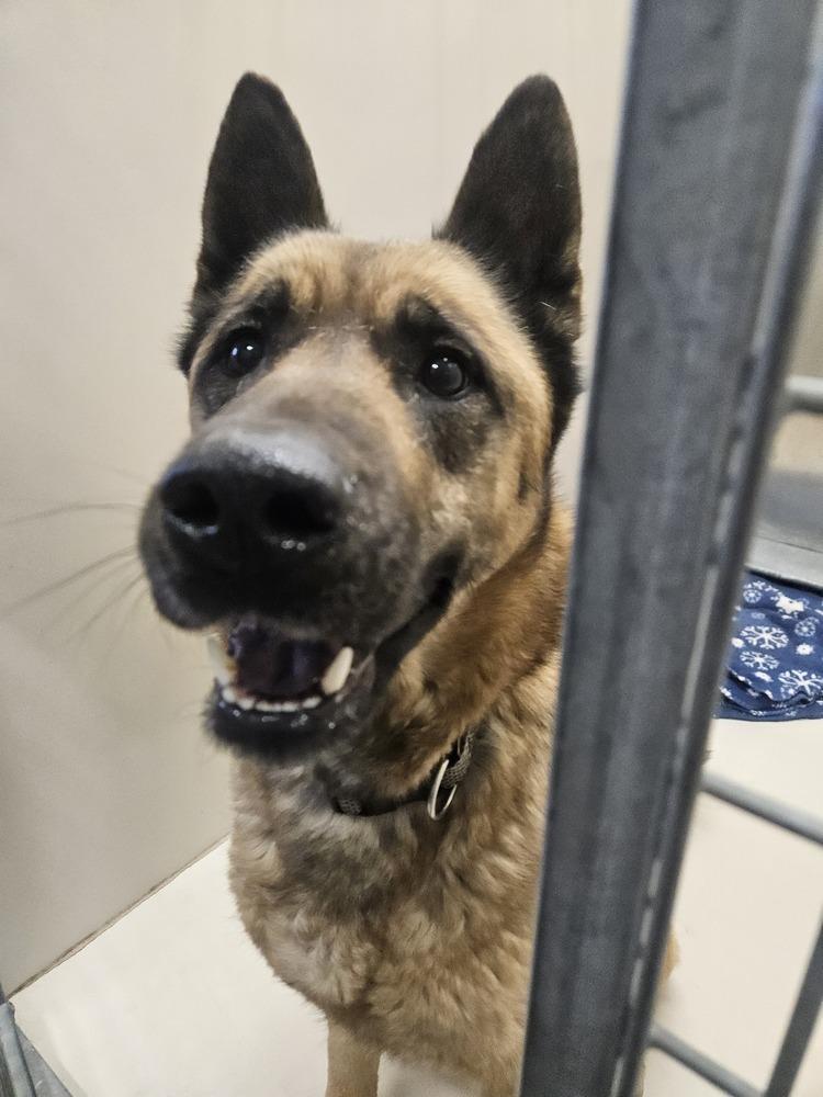 Enlarge Kia, a Adoptable mixed breed in Leadville, CO image 1/1