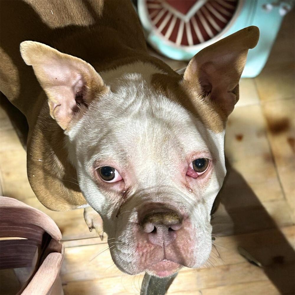 China, Adoptable, Adult Female American Bulldog.