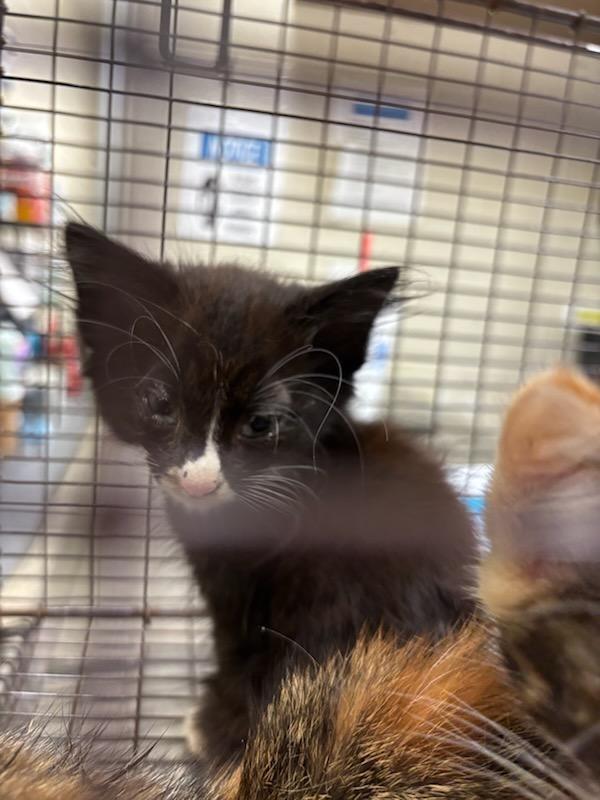 2026-06-133 Natalie, Adopted, Kitten Female Domestic Medium Hair.