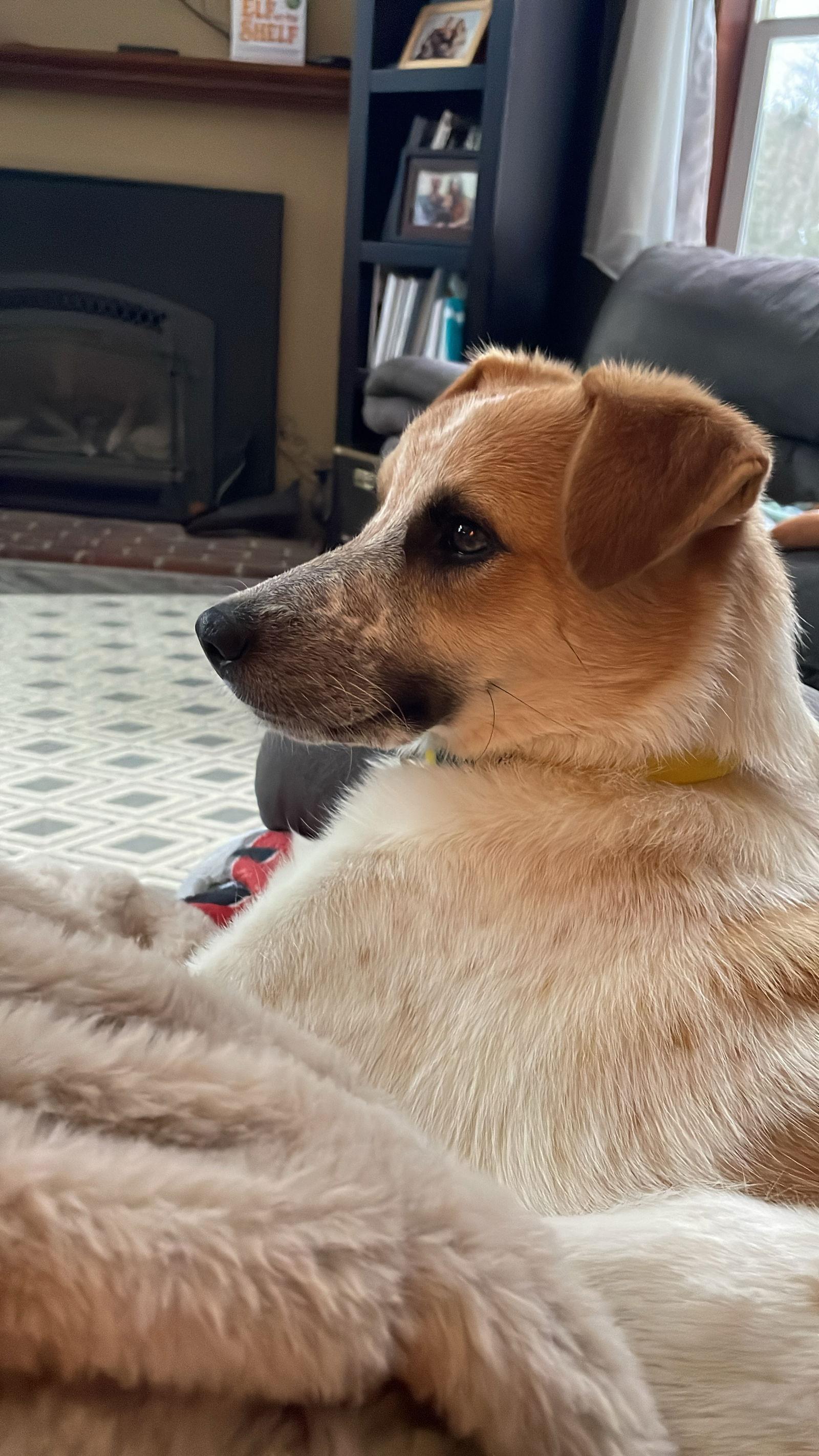 *Leo, Adoptable, Young Male Smooth Collie & Australian Shepherd.