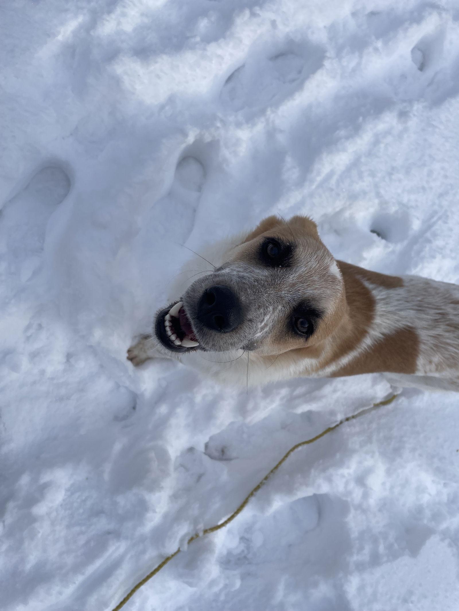 Enlarge *Leo, a Adoptable mixed breed in Springville, NY image 3/3