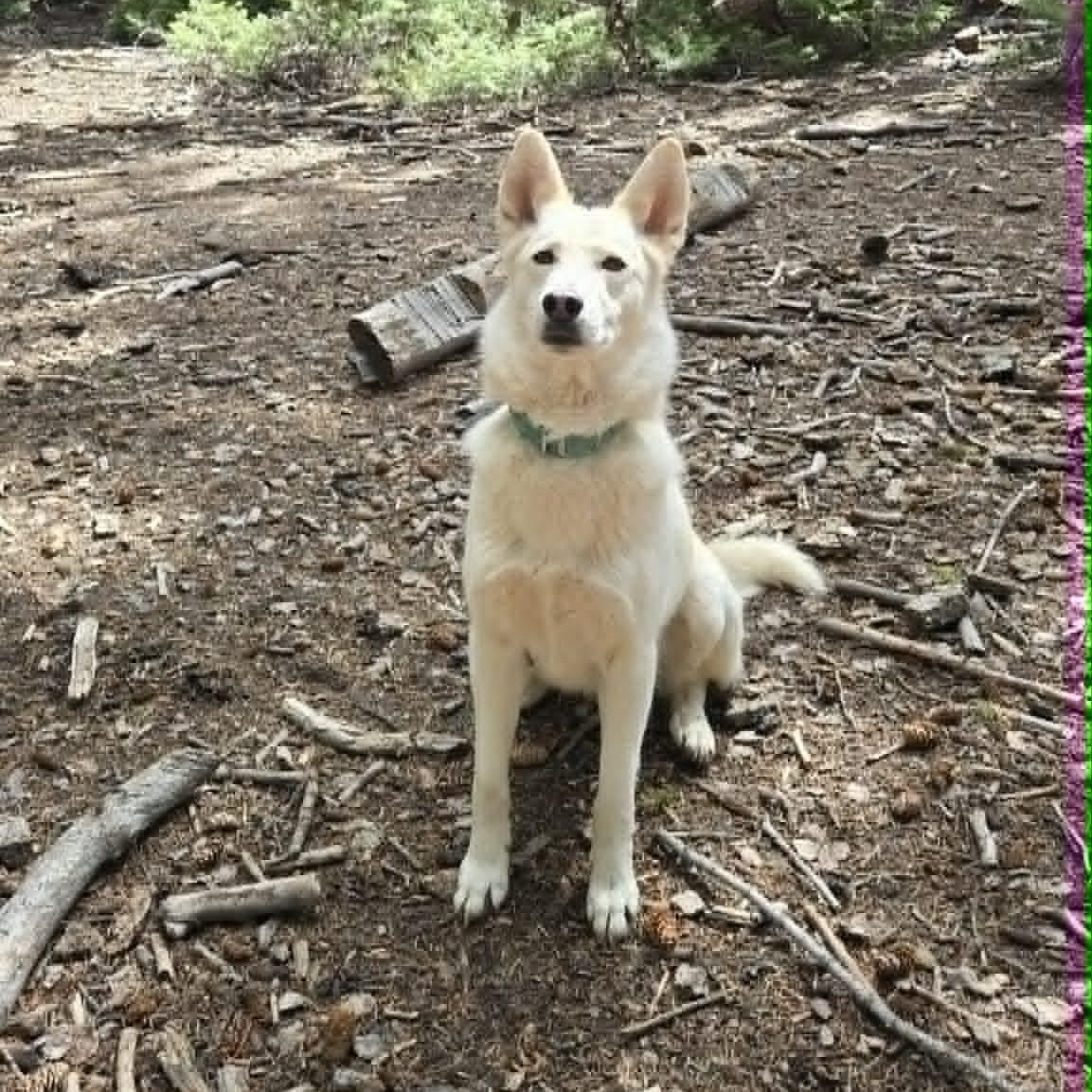 Enlarge Luna, a Adopted Shepherd in St. George, UT image 5/6