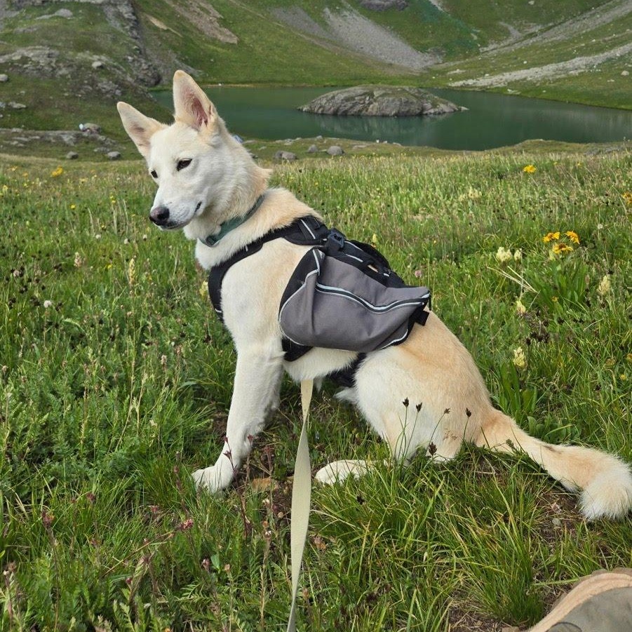 Enlarge Luna, a Adopted Shepherd in St. George, UT image 2/6