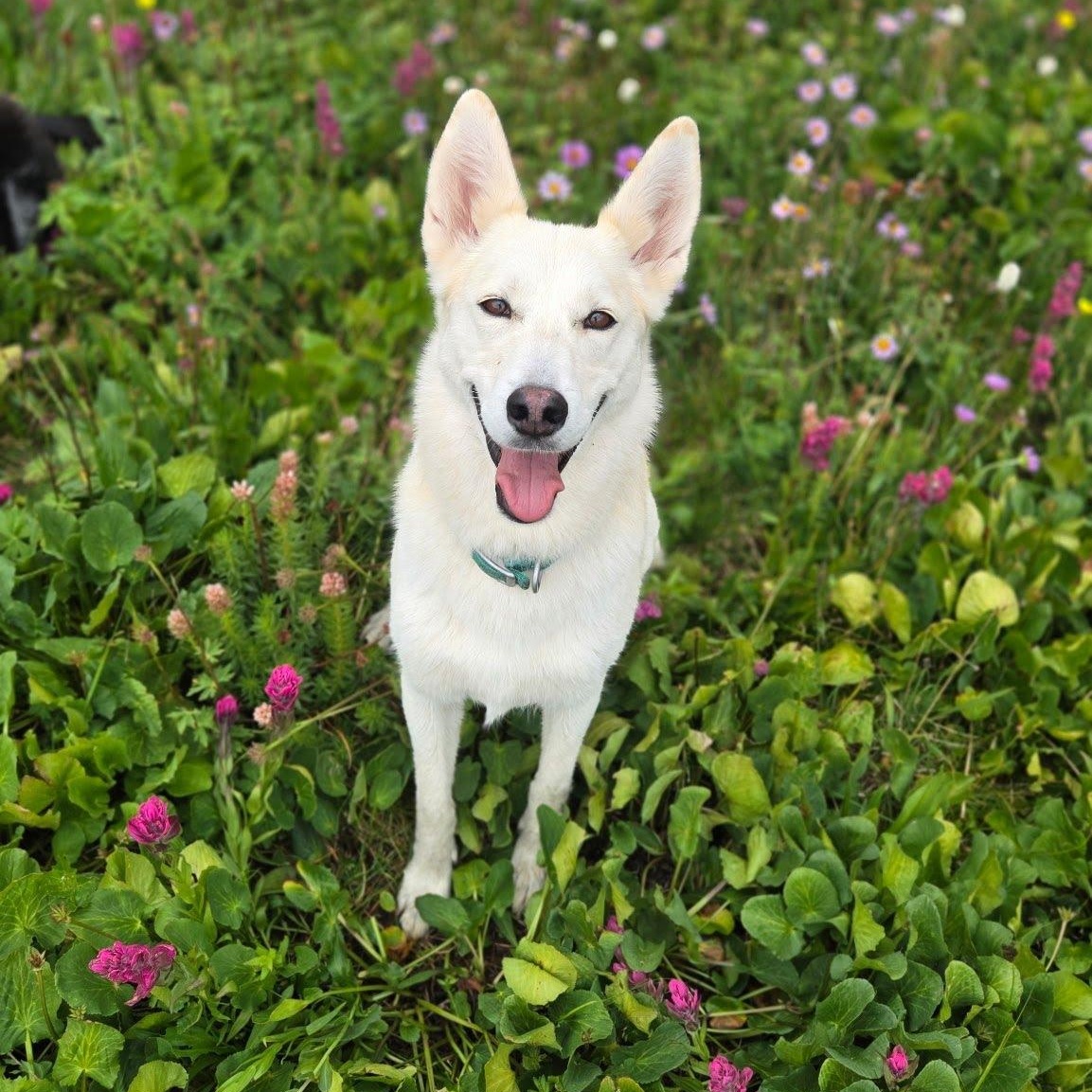 Enlarge Luna, a Adopted Shepherd in St. George, UT image 6/6