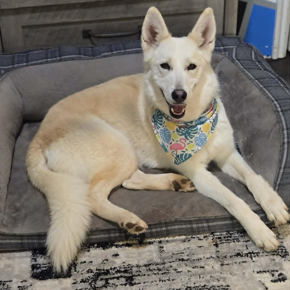 Enlarge Luna, a Adopted Shepherd in St. George, UT image 3/6