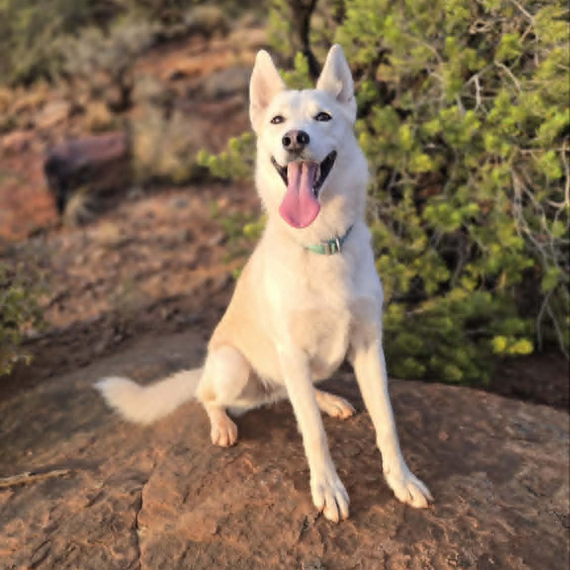 Luna, Adopted, Adult Female Shepherd.