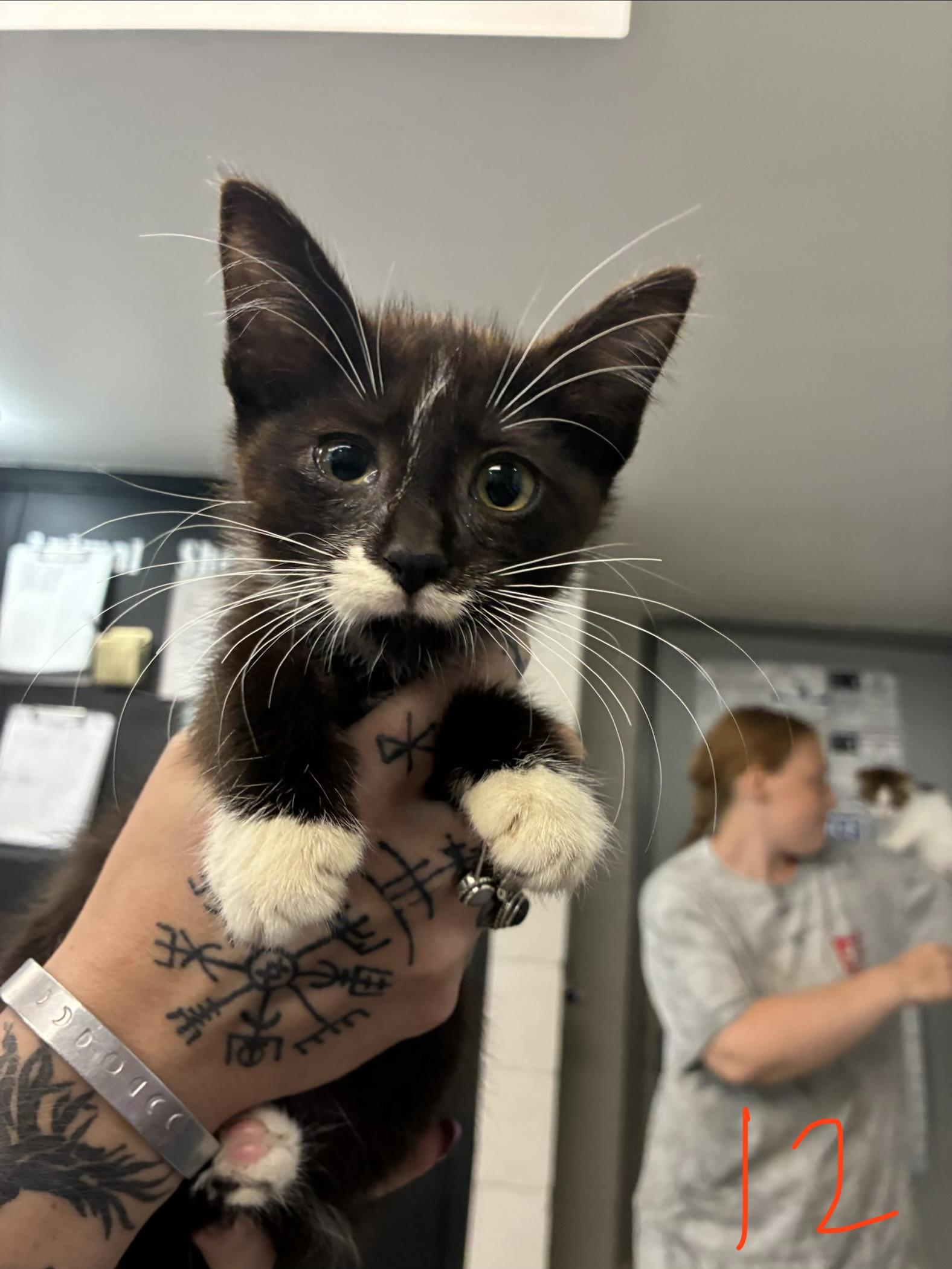 Nitro, ADOPTABLE, Kitten Male Domestic Short Hair.