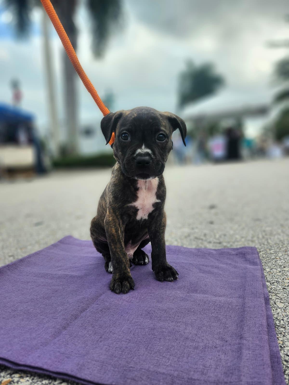 Enlarge Butterball, a ADOPTABLE mixed breed in Sunrise, FL image 3/4