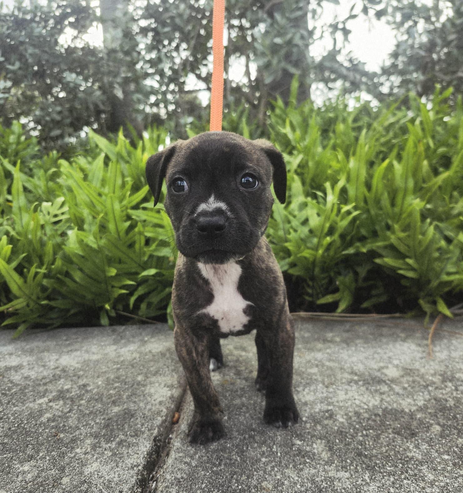 Enlarge Butterball, a ADOPTABLE mixed breed in Sunrise, FL image 4/4