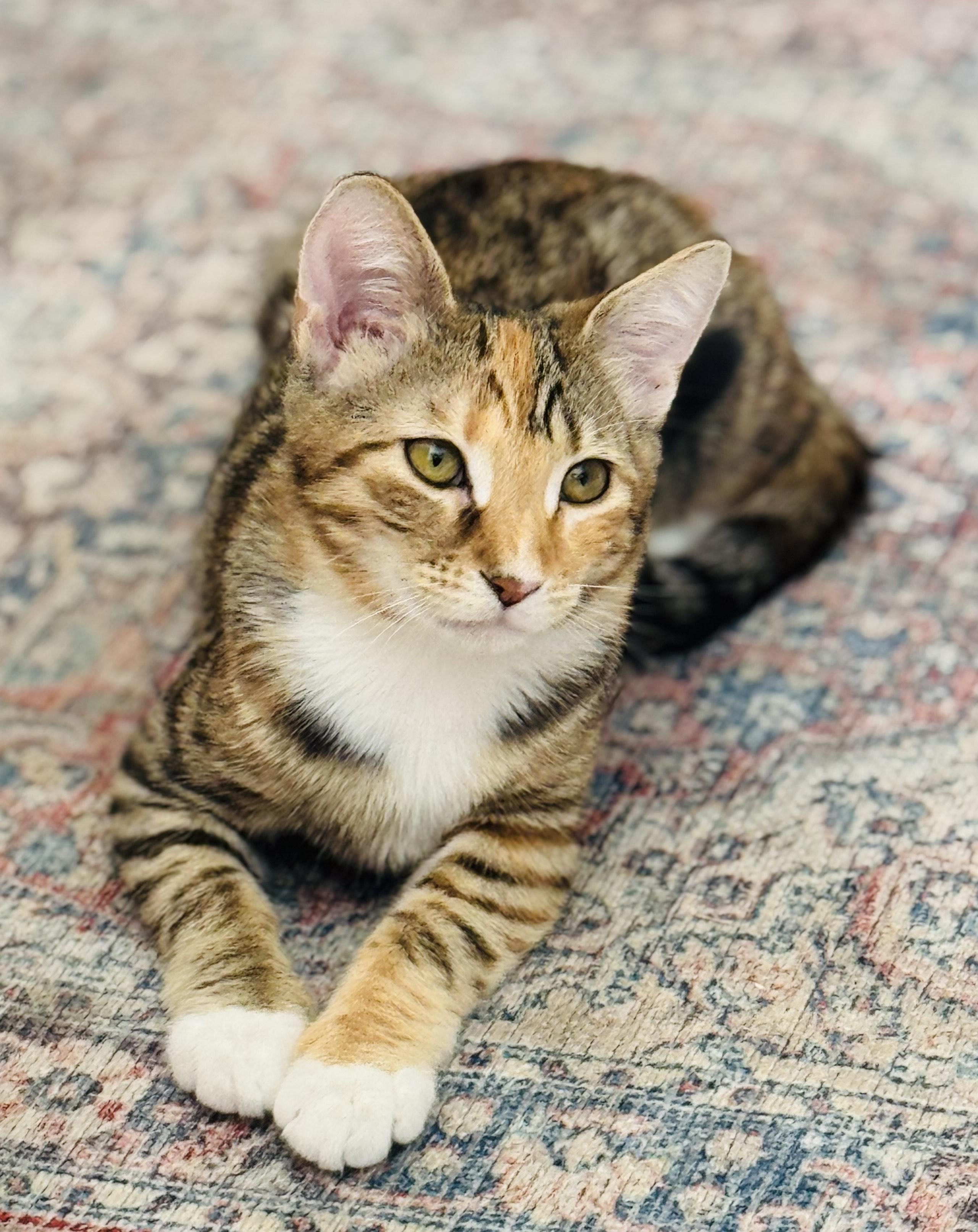 Callie, Adoptable, Young Female Tabby.