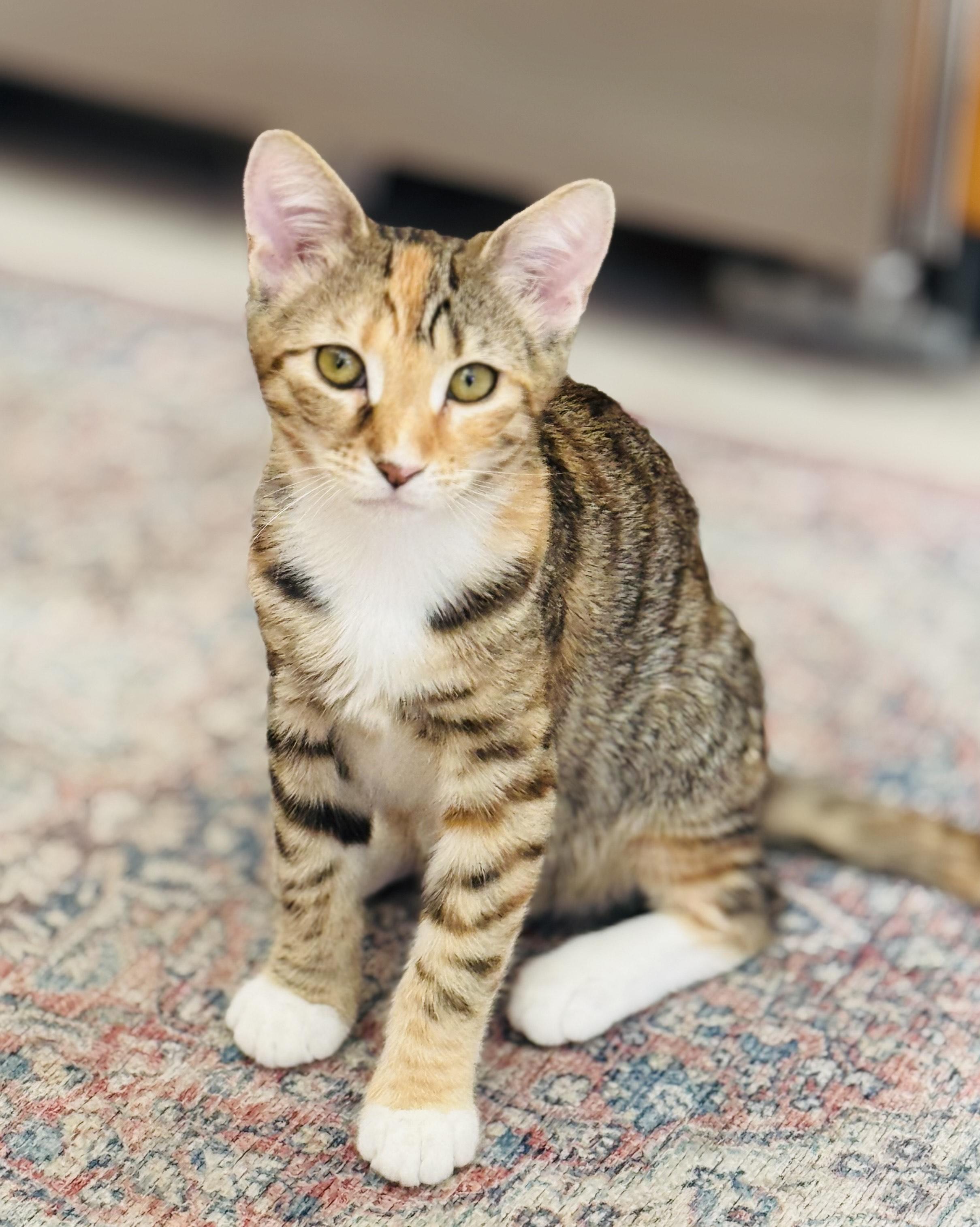 Callie, a Adoptable Tabby in Monrovia , CA image 2/3